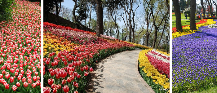 Festival dei Tulipani di Istanbul