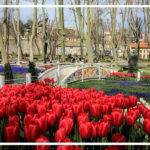 Festival dei Tulipani 2023